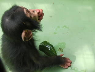 コウタロウのナックルウォーク