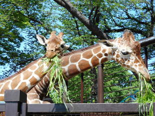 似てきたかな？