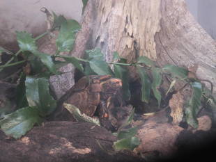 木登りヤマガメを目指して