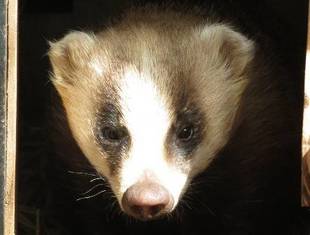 ブンタ独り立ち