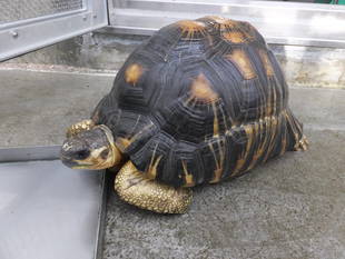 ホウシャガメリベンジ