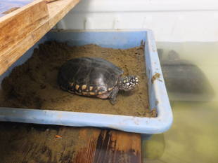 ハミルトンガメの産卵