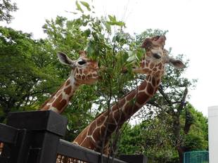 「そら」と「モミジ」の違い（外見編）