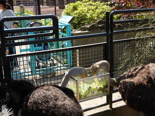 「ぱくぱくボックス」も登場！