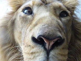 ラージャーは草食男子!?