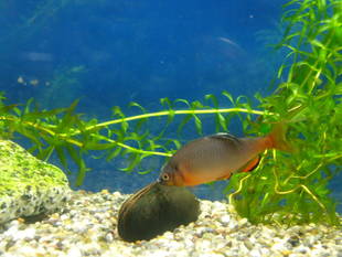 地味に凄いんです　ミヤコタナゴ編