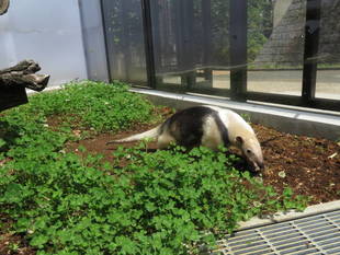 アサヒの1日～出勤編～