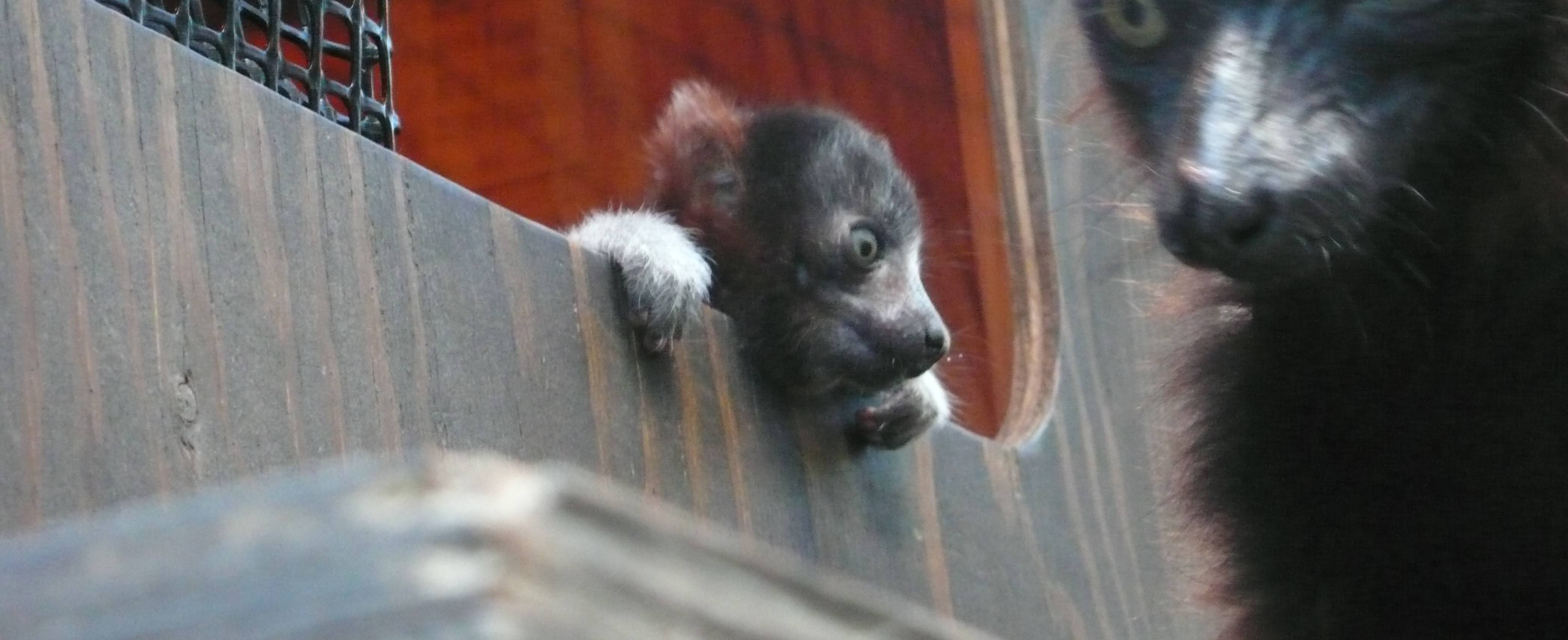 赤ちゃんが生まれました ~アカエリマキキツネザル~の写真