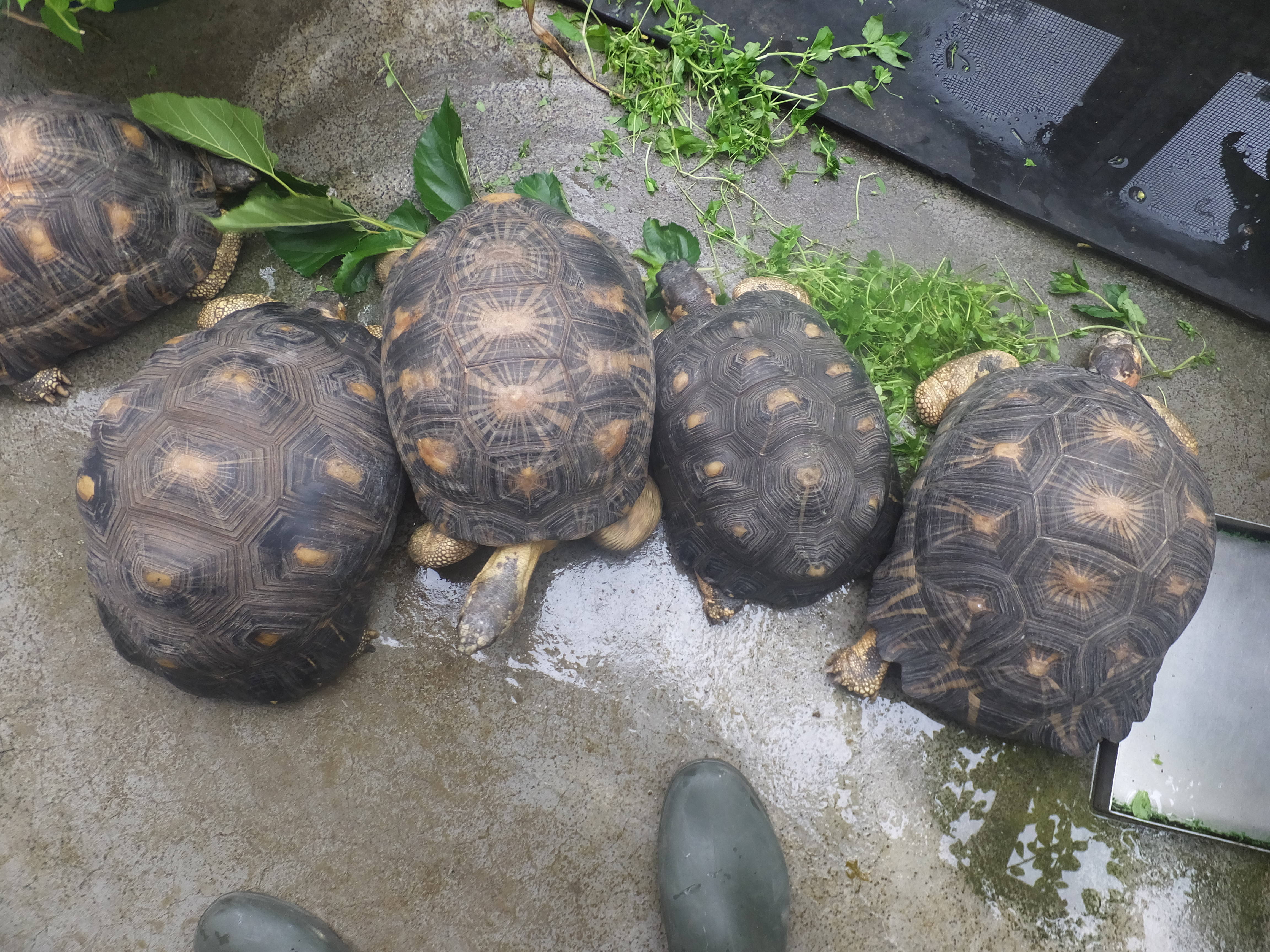 ホウシャガメは肉食男子?の写真