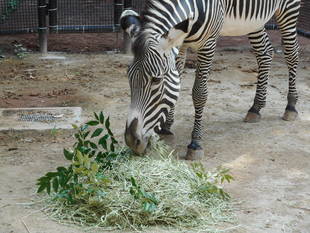 Happy Birthday　モモタロウ！！