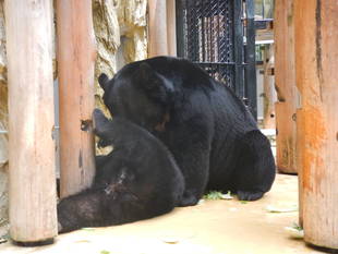 期間限定！サンペイとコマチの同居