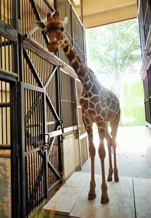 そらとモミジ、体重測定できました！