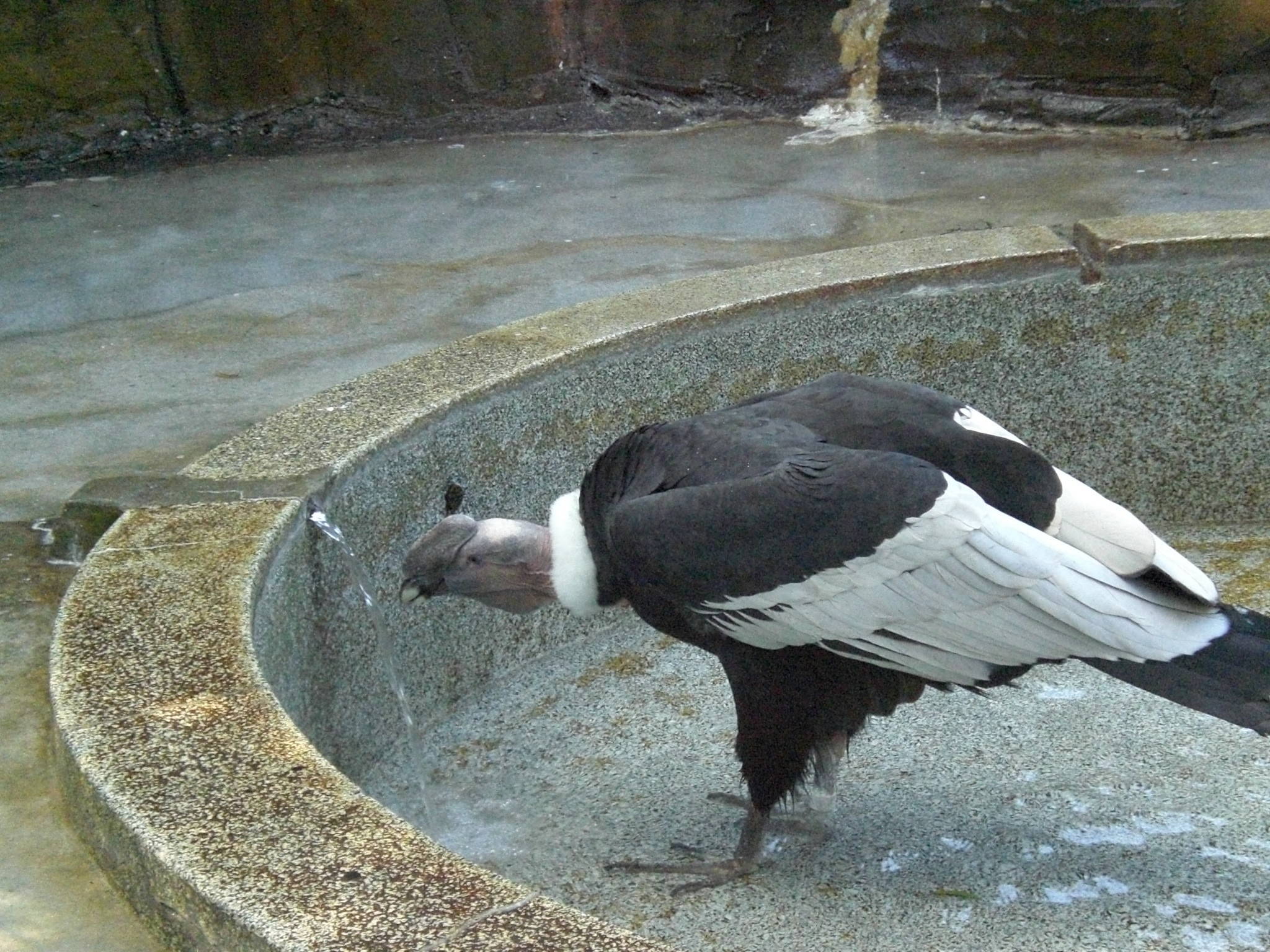 コンドルの産卵の写真