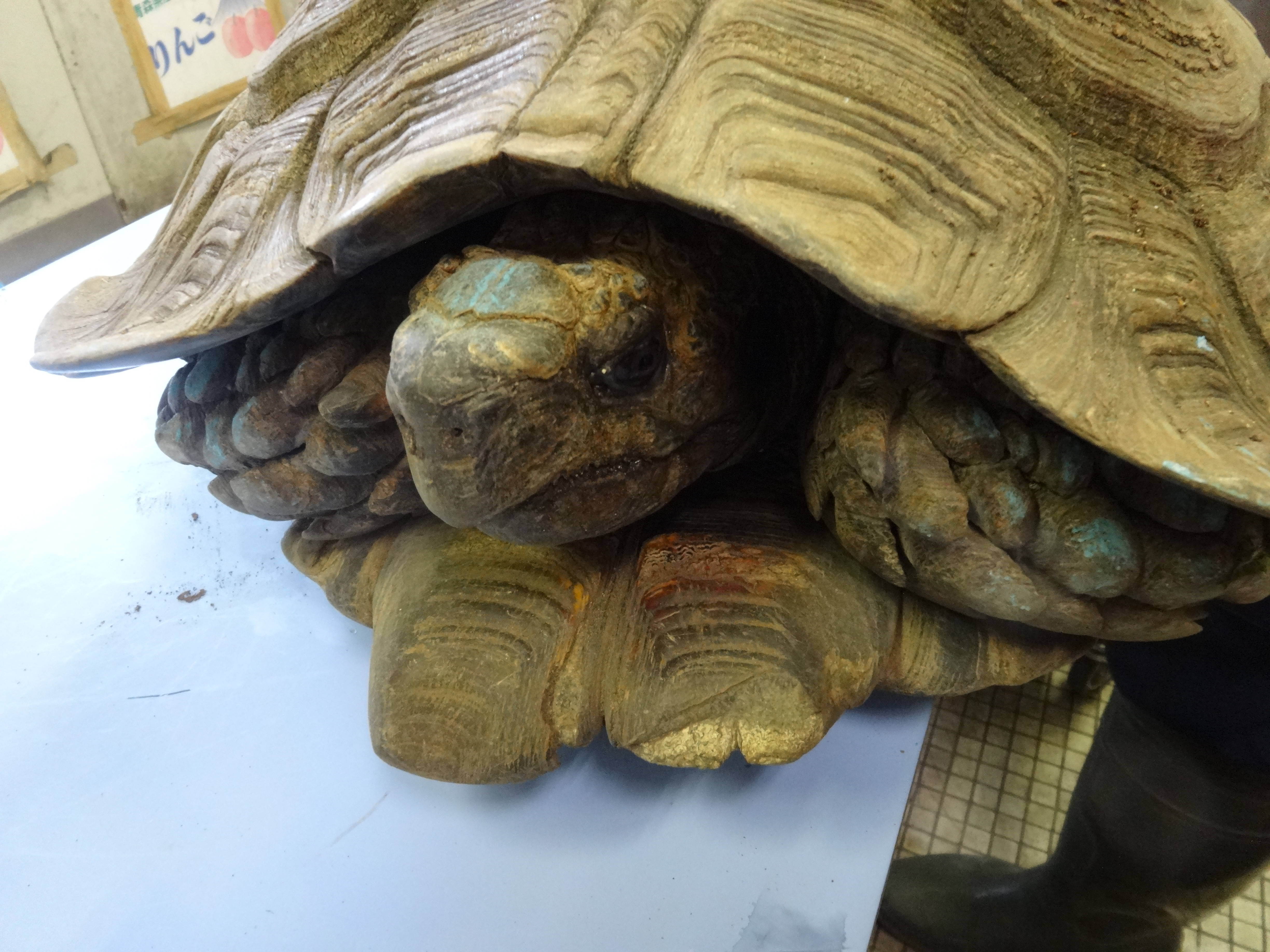 エミスムツアシガメの災難の写真