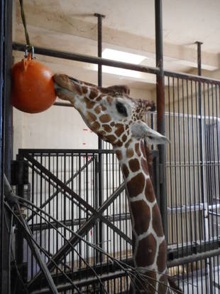 お中元：ブイのフィーダー