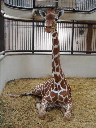 「そら」と「モミジ」におはよう！