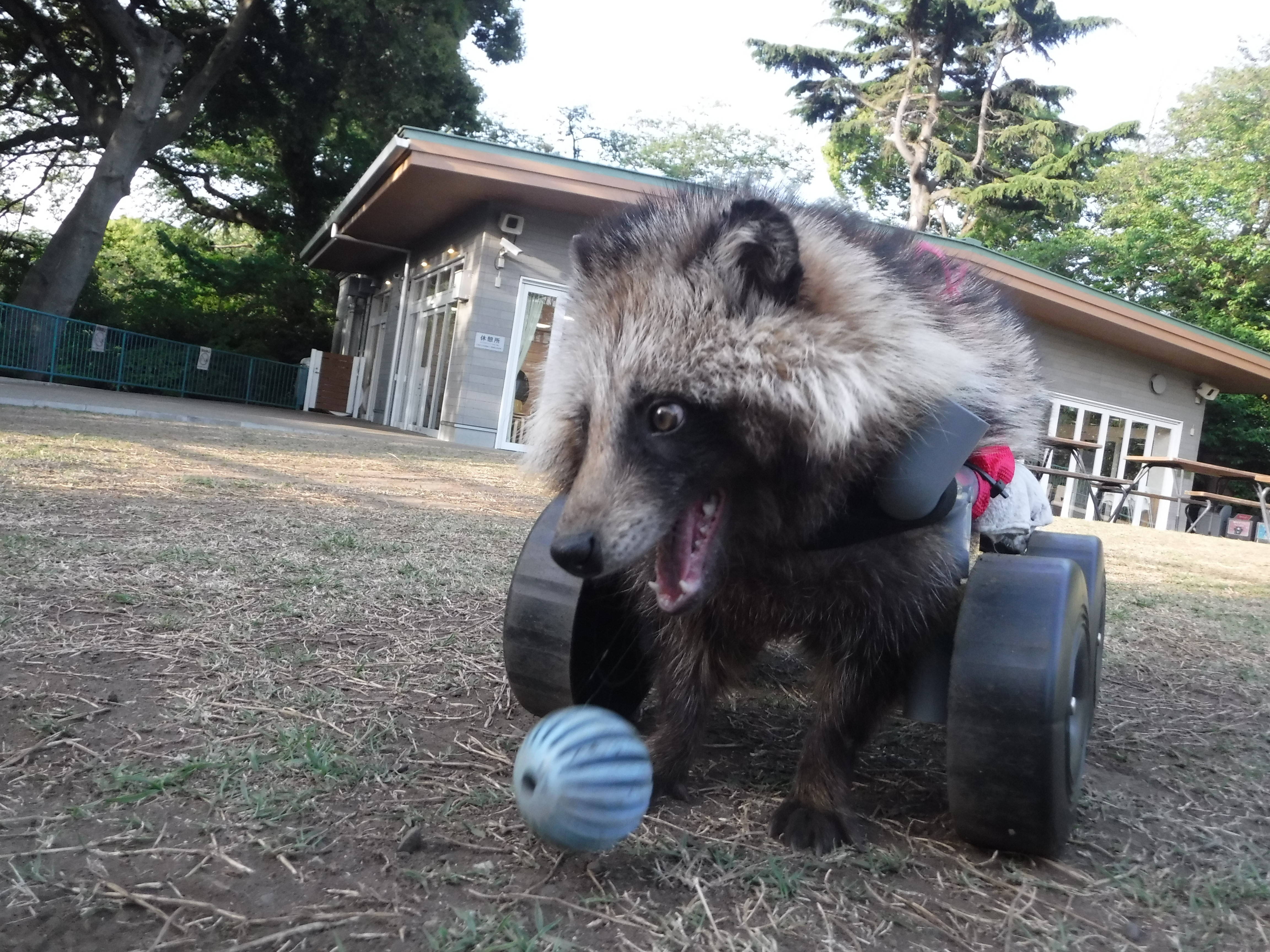 ハマーに引っ越し蕎麦ならぬ・・・の写真