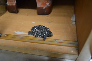 ヘサキリクガメとハミルトンガメ