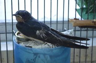 飼育員はお父さんにもお母さんにもなります。