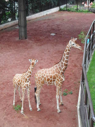 「モミジ」の歯が...！！！