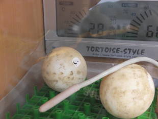 ヘサキリクガメが孵りました