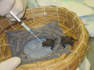 小さな赤ちゃん