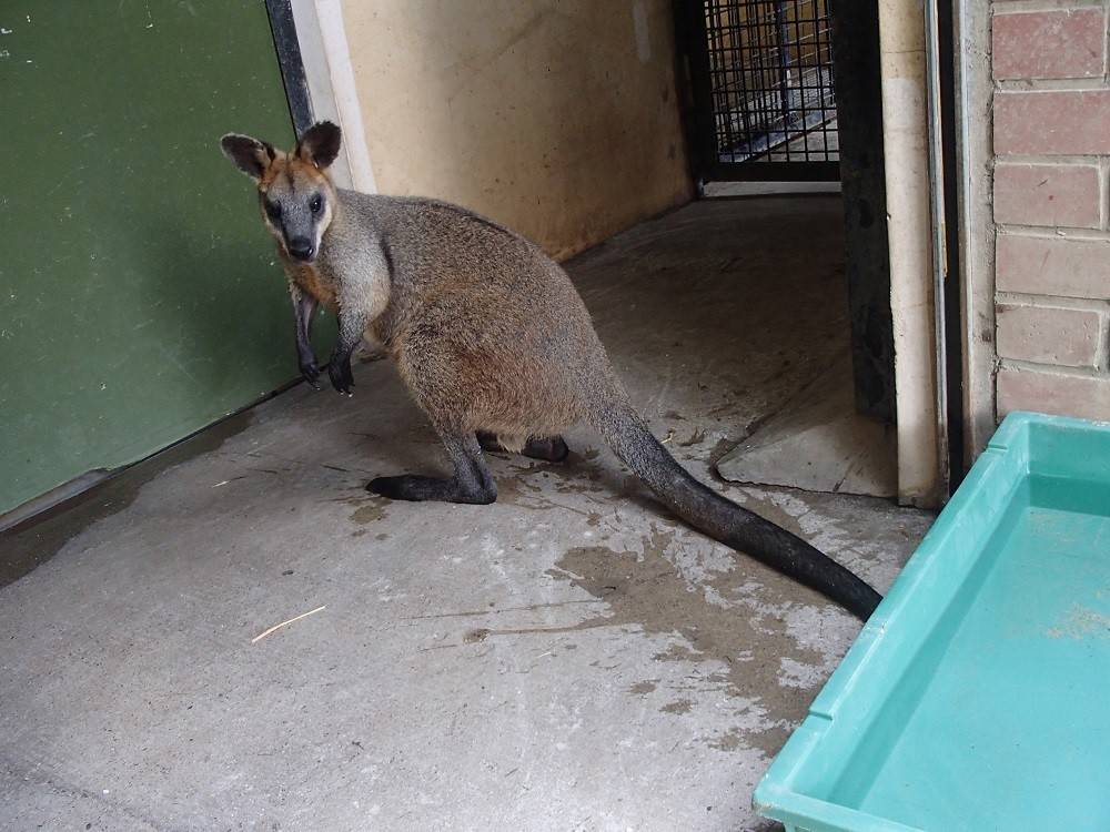 オグロワラビーの別名の写真