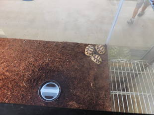 昨年に生まれたヘサキリクガメ