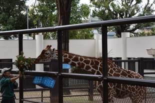 「モミジ」、3歳になりました！