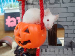 ハッピーハロウィン！