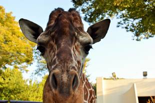 「そら」、削蹄トレーニングも頑張っています！