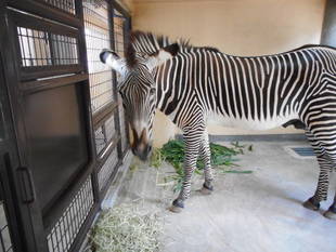 「モモタロウ」の部屋を改修！