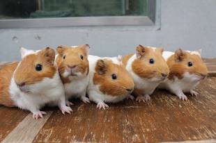 モルモットにお名前を