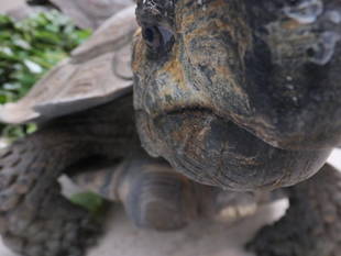 ムツアシガメ屋内展示始めました