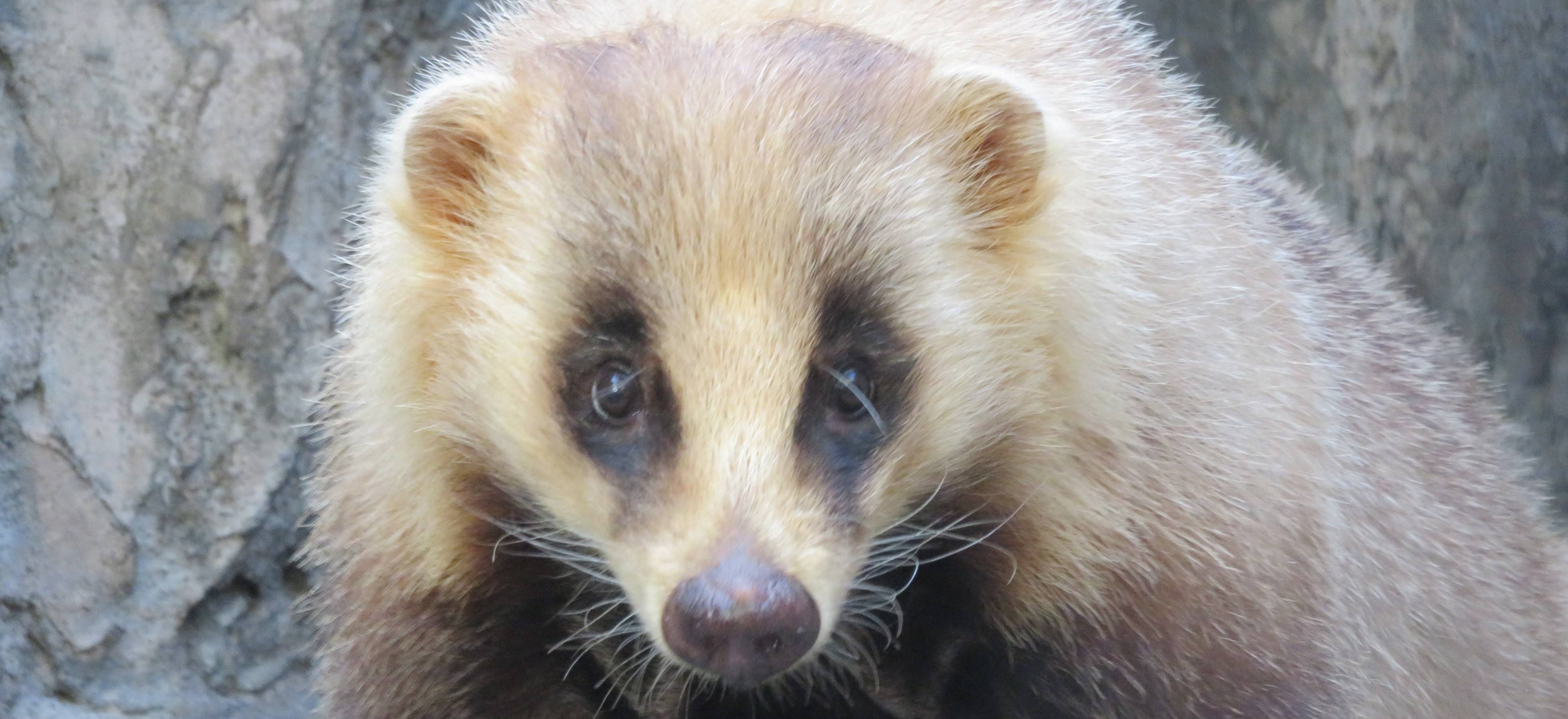 アナグマの落ち葉ベッドの写真