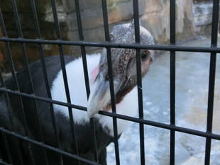 大掃除で野毛山動物園の歴史を感じる