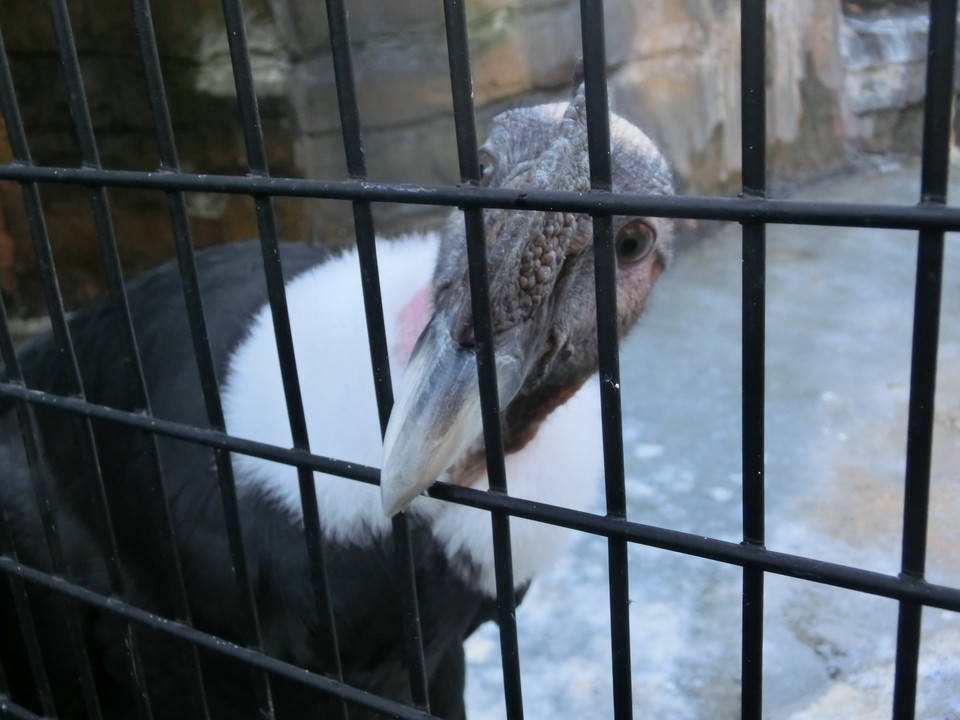 大掃除で野毛山動物園の歴史を感じるの写真
