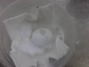 キバラクモノスガメが孵りました