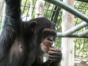 ルイ、秋田へ旅立ちました(出園当日編)