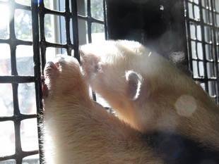 アサヒが朝日を浴びて