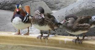 旅立ちとニューフェイスの仲間入り