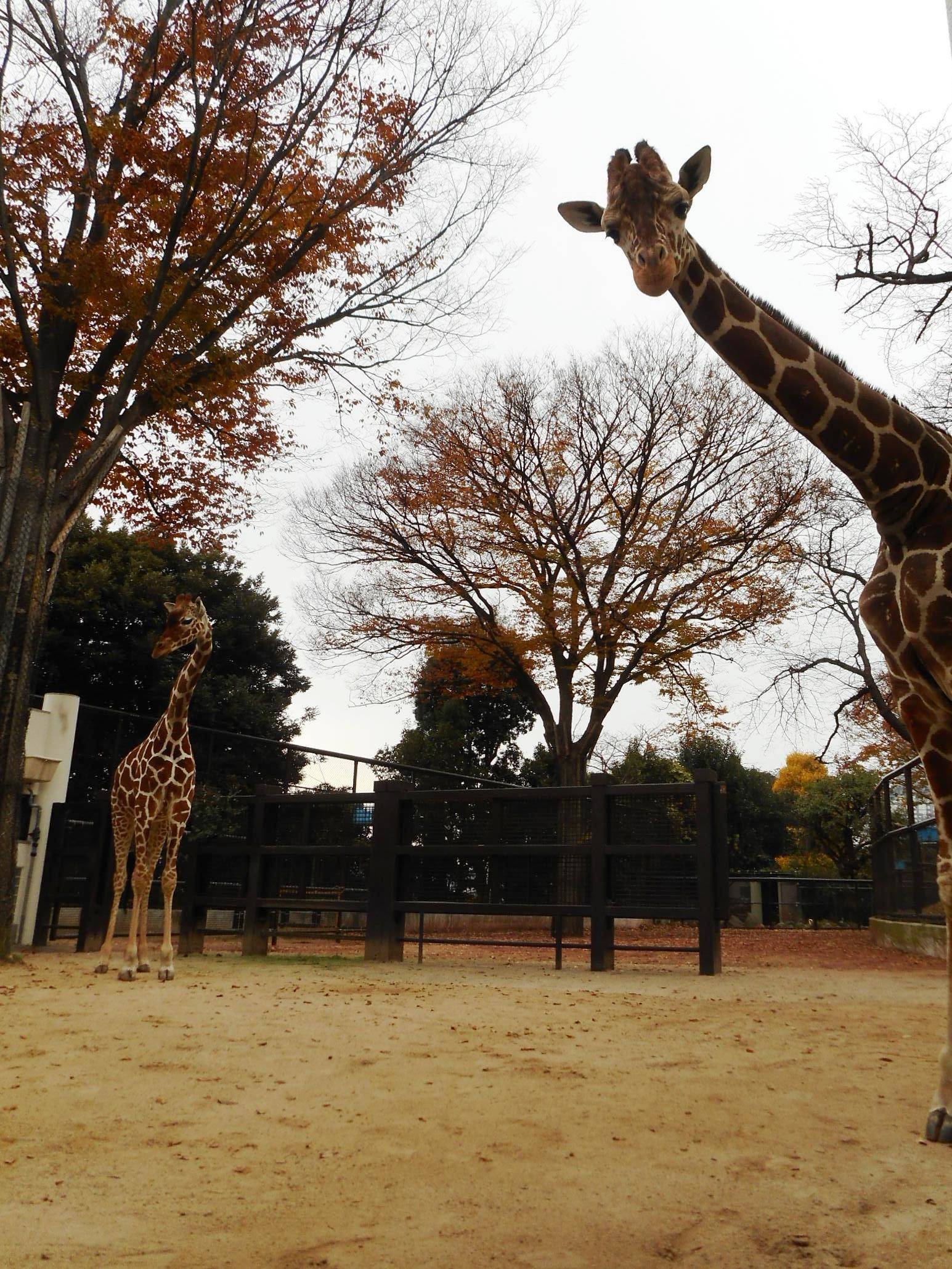 冬のキリンの写真