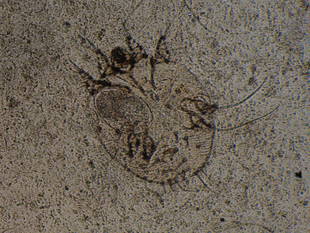 冬の傷病鳥獣保護