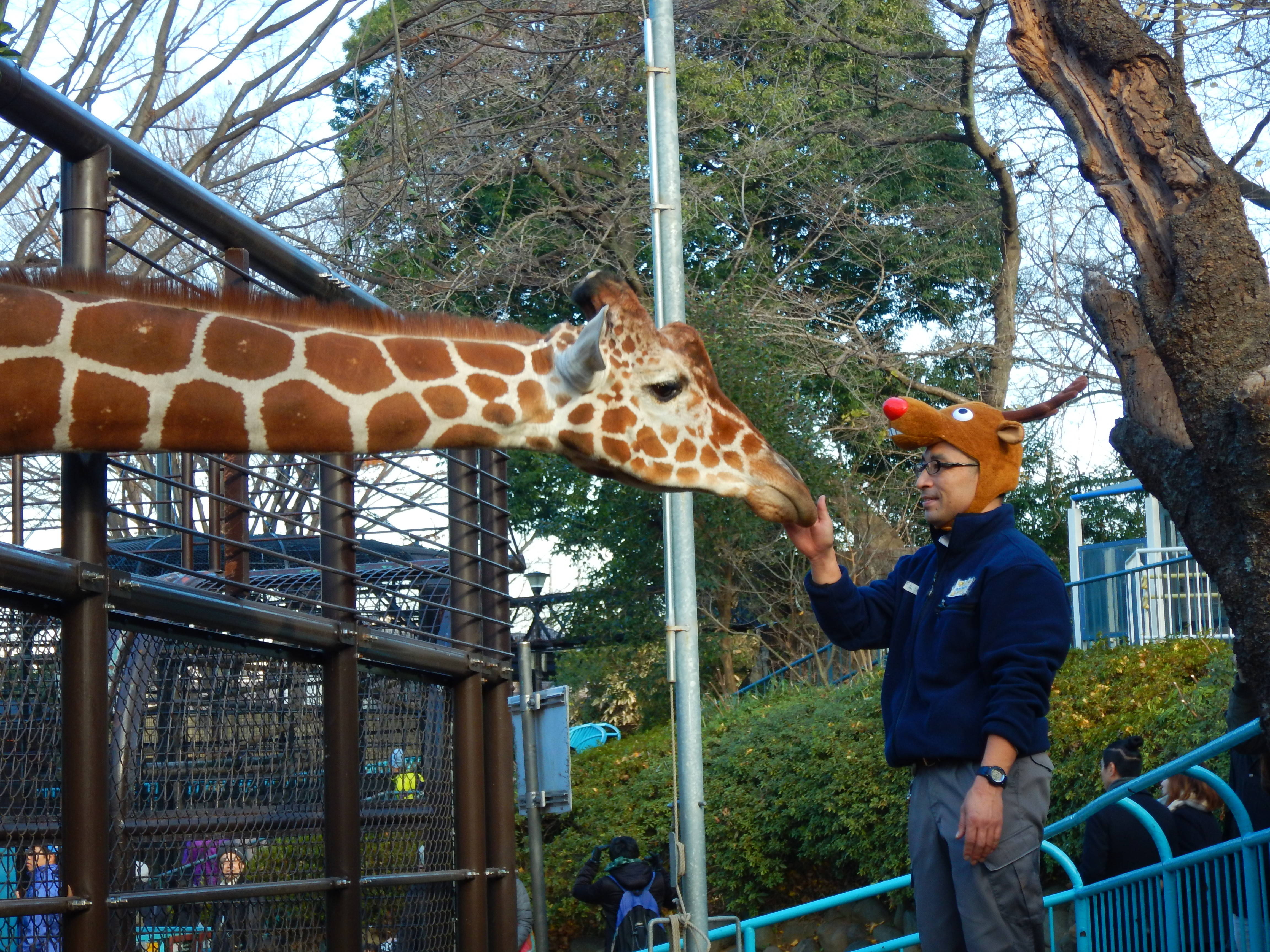 クリスマスプレゼント☆キリンの写真