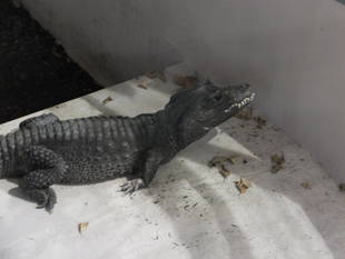 ニシアフリカコガタワニのよくある質問