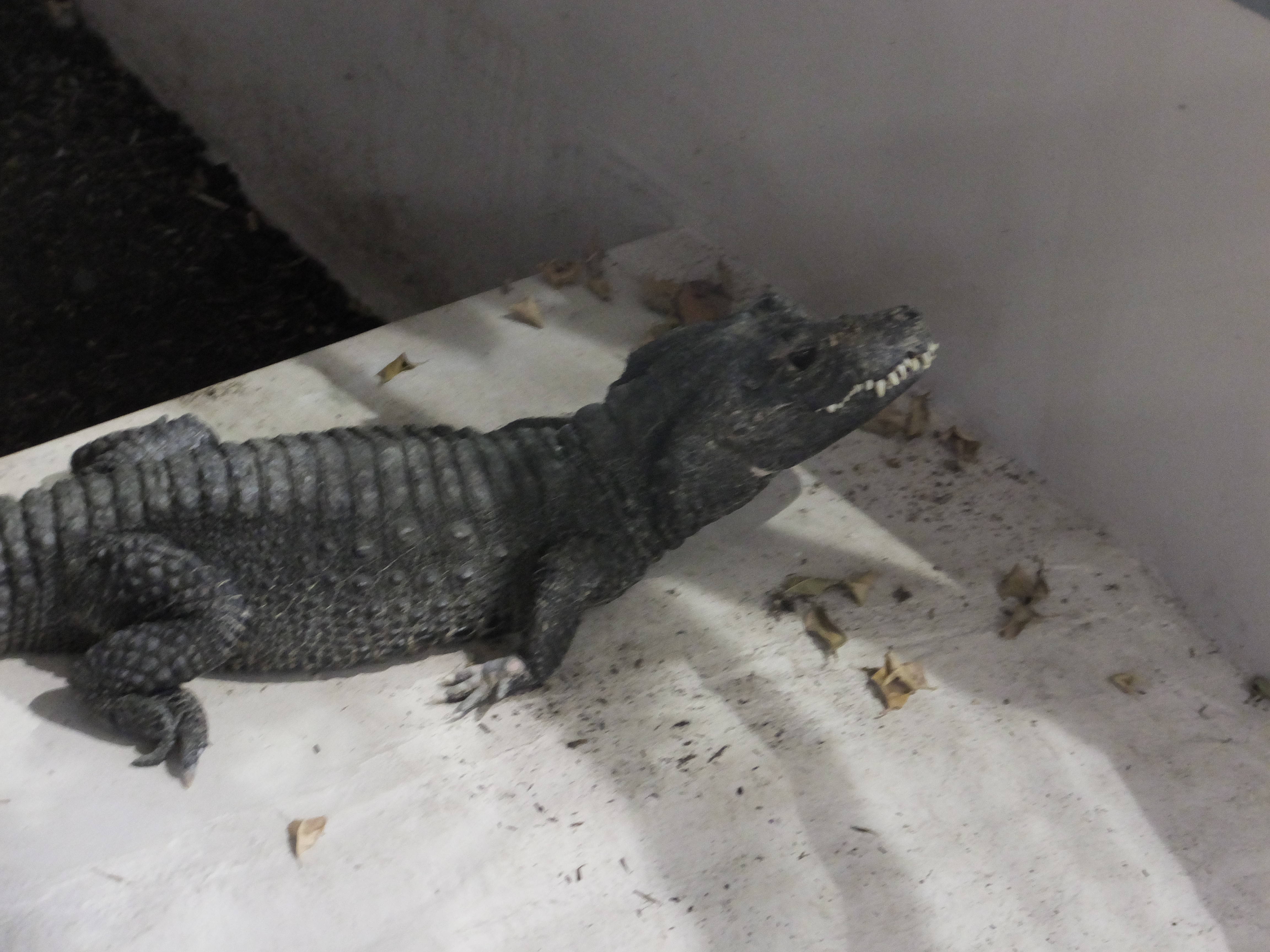 ニシアフリカコガタワニのよくある質問の写真