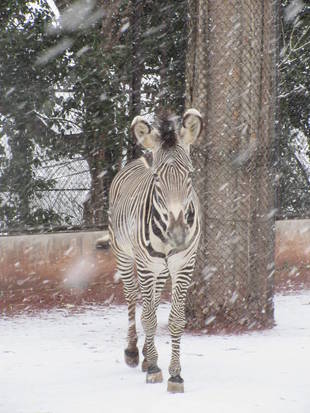 雪とシマウマとキリン