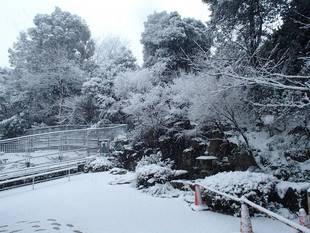 雪の中のワラビー