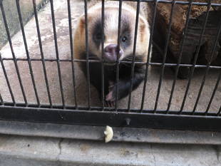 アナグマのお宅改築