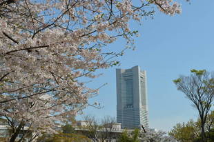 【予告】桜の開花状況をお知らせします。